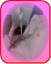 gay sexcams